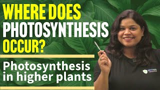 Exploring Photosynthesis Where It Happens and How It Works [upl. by Adnavoj873]