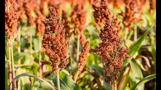 Strengthening Sorghum and Millet hybrids in Eastern Africa [upl. by Gathers]