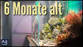 45P Aquarium Update nach 6 Monaten  AquaOwner [upl. by Nyleek]