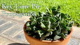 How to Propagate Adromischus Cristus Key lime Pie Crinkle leaf Plant [upl. by Wesa]