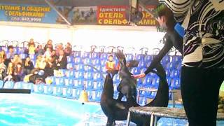 Skandalöse Show mit Seehunden im Delfinarium in Kiew [upl. by Laurinda]