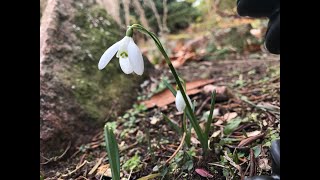 Snowdrop Galanthus nivalis [upl. by Rafa906]