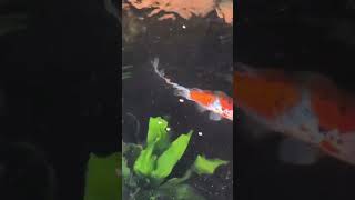 Taking care of Shubunkin Goldfish  planted indoor goldfish pond [upl. by Virgie]