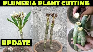 PLUMERIA PLANT  UPDATE  GROW PLUMERIA FROM CUTTINGS  SPROUTING SEEDS [upl. by Cheston]