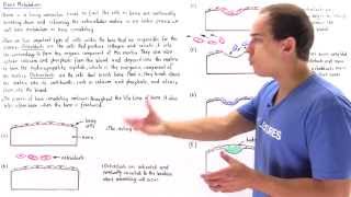 Bone Metabolism Remodeling [upl. by Kellia]