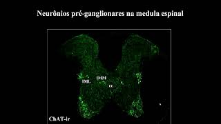 Neurofisiologia  Aula 3 Parte 2 Sistema nervoso autônomo [upl. by Wivina]