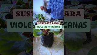 ¿Buscas el sustrato perfecto para tus violetas africanas 🌸 Descúbrelo aquí plantasbonitas [upl. by Kerk47]