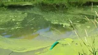 Removing duckweed from a pond [upl. by Frantz]