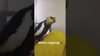 my cockatiel singing The Addams family theme song [upl. by Thill517]