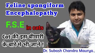 Feline Spongiform Encephalopathy in CatsCat prions diseaseMad Cat DiseaseDoctor Pets [upl. by Anul]