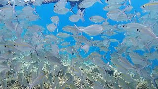 Snorkeling sous et autour des pilotis de lAvinsea homestay part 4  Gam  Raja Ampat 2024 [upl. by Erund]