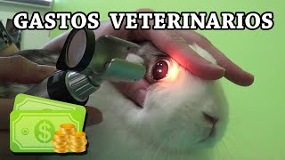 Gastos veterinarios de un conejo [upl. by Tterab]