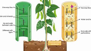 Grade 10 Life Science Support and Transport Systems in Plants [upl. by Garnet]