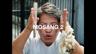 MOSANG 2  AFTER MASS CHISMAX [upl. by Koser]