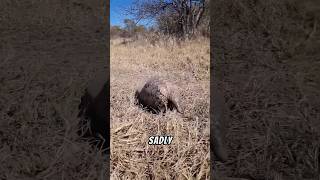 Pangolin are Unique pangolin wildlife animals facts nature [upl. by Perlie]