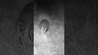 badger trail cam clips badgers wildlifeuk nature [upl. by Nevins]