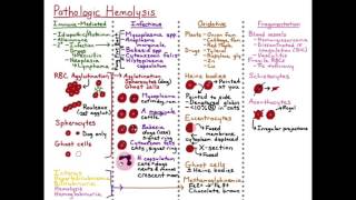 Hemolysis  Fragmentation HD [upl. by Rehctaht843]