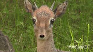 Zoo To You Episode 50 Tiny Antelope Remarkable Nose [upl. by Chaille554]