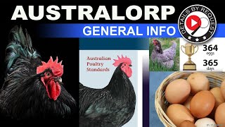 AUSTRALORP Chickens  General Info [upl. by Magel]