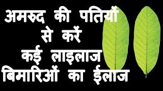 अमरूद की पत्तियां के फायदे Amrud ke patte ke fayde Hindi  Benefits of Guava leaf [upl. by Bren]