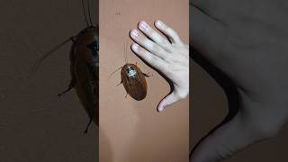 One of The Worlds LARGEST cockroaches in my BATHROOM 🚽 🪳 [upl. by Akyeluz]