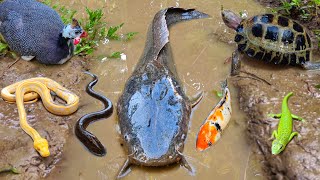 Mancing ikan lele besar dalam lubang ada ikan hias belut ikan koi ikan gabus kura kura [upl. by Laurene]