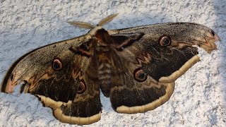 Saturnia pyri The giant Peacock falena gigante [upl. by Nogaem]