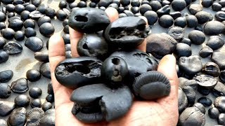 Shaligram  different kinds of smaller sri shaligram shila  gandaki river shaligram [upl. by Feinberg358]