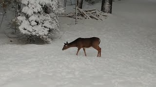 Maine antlerless deer permits for sale on Oct 11 [upl. by Anrapa]