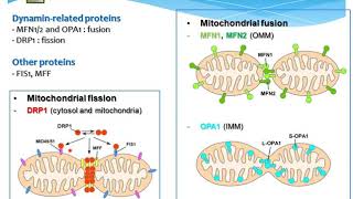 Drp1 단백질에 의한 미토콘드리아의 구조 및 기능 통합조절 [upl. by Aivuy]