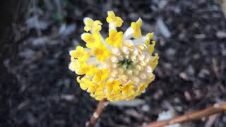 Edgeworthia Chrysantha  Grandiflora [upl. by Sanfourd]