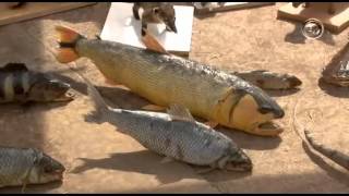 Taxidermia trabalha educação ambiental em Campo Grande [upl. by Lednar495]