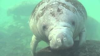 Snorkel with Manatees Homosassa Springs Wildlife State Park Florida [upl. by Euqinwahs]