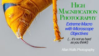 High Magnification Photography  Extreme Macro with Microscope Objectives [upl. by Reine]