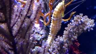 Zias ICONIC SEAHORSE AQUARIUM [upl. by Rena574]