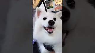 indian spitz dog  indian spitz dog barking  indian spitz dog training  cute indian Spitz Dog [upl. by Ulrick]