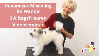 HavaneserMischling im Wandel  3 Alltagsfrisuren  Videoseminar [upl. by Nils]