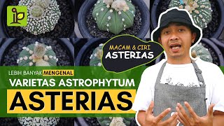 Mengenal Lebih Lanjut Jenis Astrophytum Asterias by Minplant [upl. by Bixby]