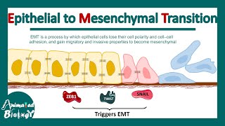 Epithelial to Mesenchymal Transition  EMT  Molecular mechanism of EMT  significance of EMT [upl. by Neevan]