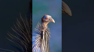 The vulturine guineafowl or Royal guineafowl bird birdsphotography guineafowl [upl. by Amaj]