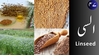 Alsi السی  Linseed uses and properties [upl. by Trebuh178]