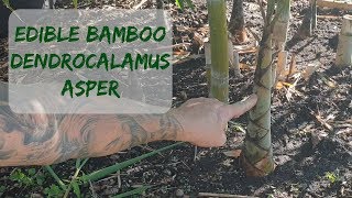 Giant Bamboo Dendrocalamus Asper [upl. by Davis]