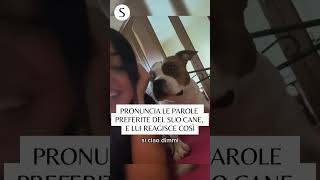 Pronuncia le parole preferite del suo cane lui reagisce così [upl. by Walcott44]