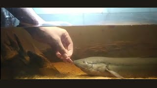 Feeding My African Lungfish Protopterus annectens  quotThe Swamp Thingquot [upl. by Sussna]