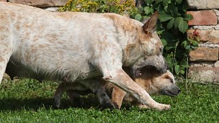 How to Choose Between an Australian Cattle Dog and an Australian Shepherd [upl. by Lietman]