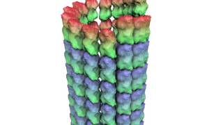 How a Microtubule Builds and Deconstructs [upl. by Lewis741]