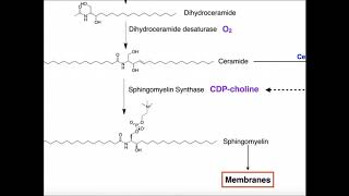 Sphingolipids  Biosynthesis [upl. by Arhat633]