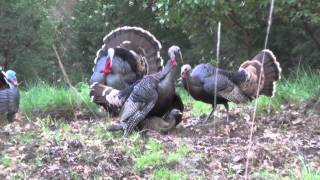 TURKEY SEASON OPENING DAY  Raw Footage [upl. by Greenstein]