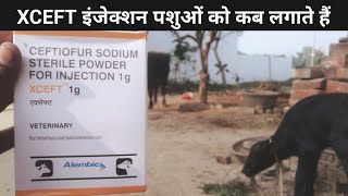 How To Use Ceftiofur Sodium XCEFT veterinary Injection XCEFT इंजेक्शन पशुओं को कब लगाते हैं xceft [upl. by Ayotel]