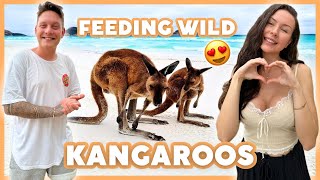 HANDFEEDING WILD KANGAROOS  Vanlife Vlog [upl. by Naget]